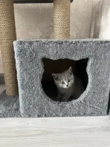 Шотландская прямоухая кошка