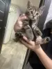 Котята в дар