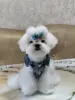 Щенок МАЛЬТЕЗЕ крови Корея