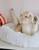 Шотландский прямоухий мальчик