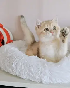 Шотландский прямоухий мальчик