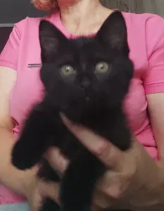 Котята