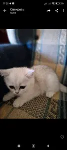 Шотландскиекотята