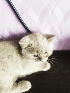 Котята Скоттиш-страйт