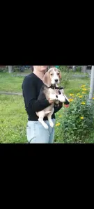 Щенки бигль