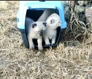 Котята