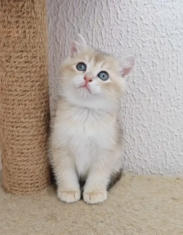 Шотландский прямоухий мальчик
