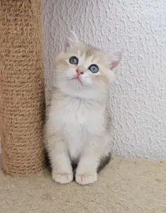 Шотландский прямоухий мальчик