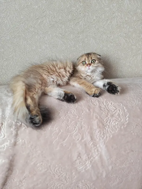Шотландские чистокровные котята