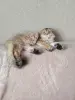 Шотландские чистокровные котята