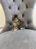 Котята Мейн-Кун