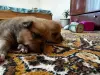 Щенки