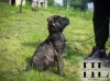 Бульмастиф щенок из племенного питомника