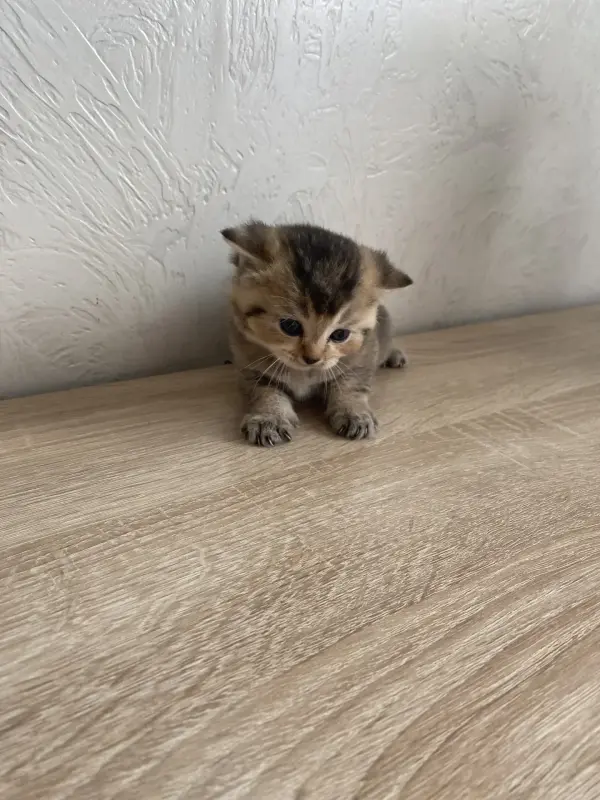 Котята золотая шиншилла - шотландцы