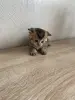 Котята золотая шиншилла - шотландцы