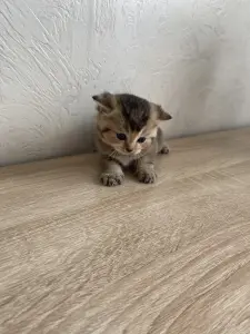 Котята золотая шиншилла - шотландцы