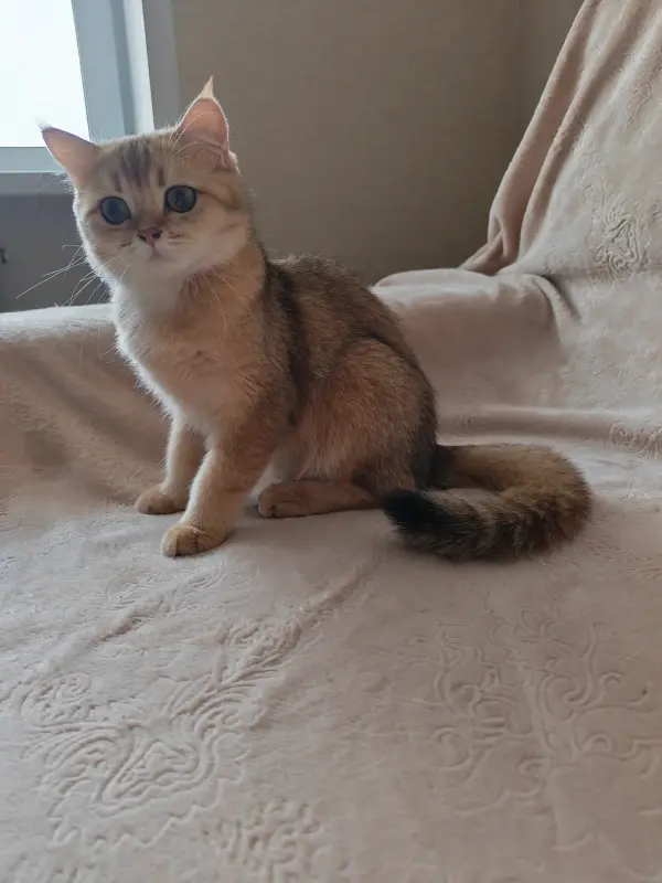 Шотландские чистокровные котята
