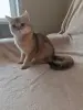 Шотландские чистокровные котята