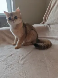 Шотландские чистокровные котята