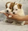 Щенки Джек Рассел терьера