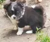 Щенята красавчики ребята чихуахуа