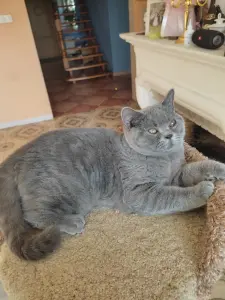 Британский котенок