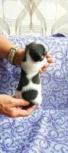 Чихуахуа мальчишки