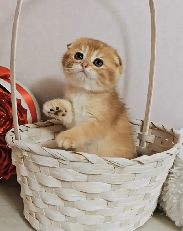 Шотландский вислоухий мальчик