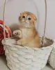 Шотландский вислоухий мальчик