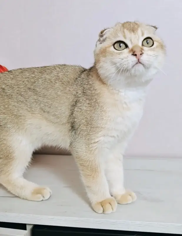 Шотландский вислоухий мальчик