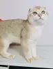 Шотландский вислоухий мальчик