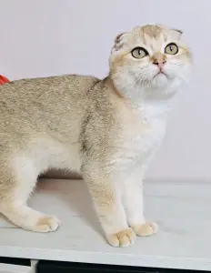 Шотландский вислоухий мальчик