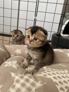 Шотландские котята