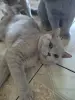 Британский кот