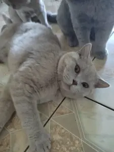 Британский котенок