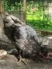 Продам молодых петухов