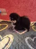 Девочка померанского шпица