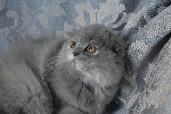 Шотландские котята вислоухие и Прямоухие