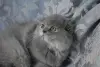 Шотландские котята вислоухие и Прямоухие