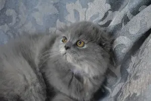 Шотландские котята вислоухие и Прямоухие