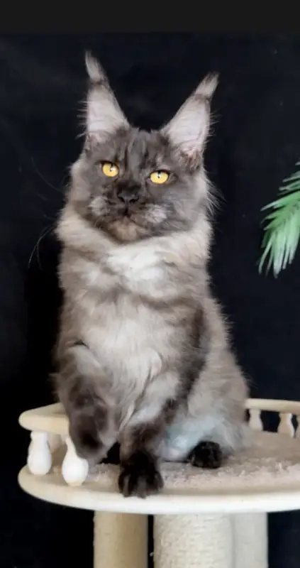 Кошечка Мейн кун