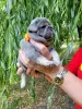 щенки французского бульдога