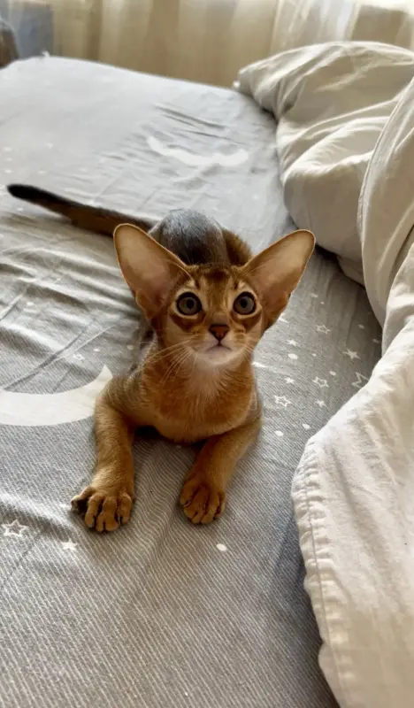 Абиссинский котёнок