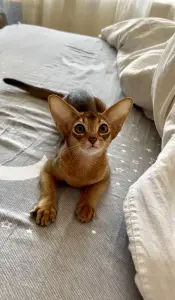 Абиссинский котёнок