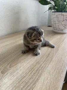 Котята золотая шиншилла - шотландцы
