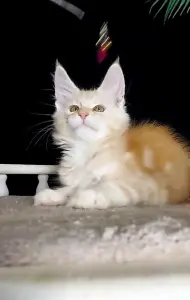 Котенок Мейн Кун крупный