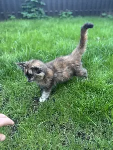 Котенок чистокровный Мейн Кун (девочка)
