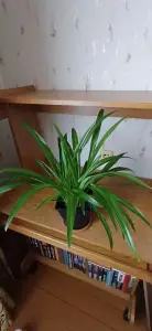 Хлорофитум