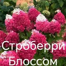 Метельчатая гортензия