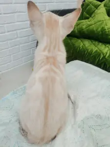 Бенгальская девочка